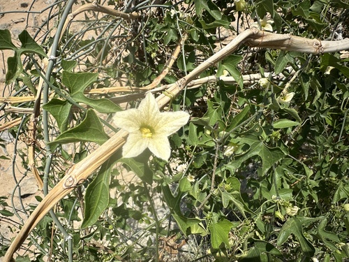 Cucumber Bushpumpkin
