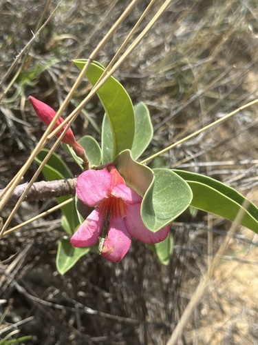 desert rose