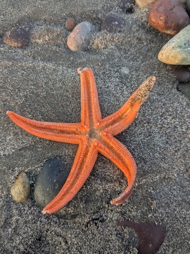 Luidia columbia (Luidia columbia)