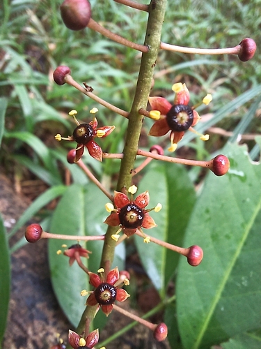 Pilocarpus racemosus