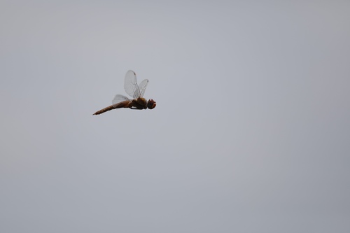 iNaturalist observation photo of Spot-winged Glider