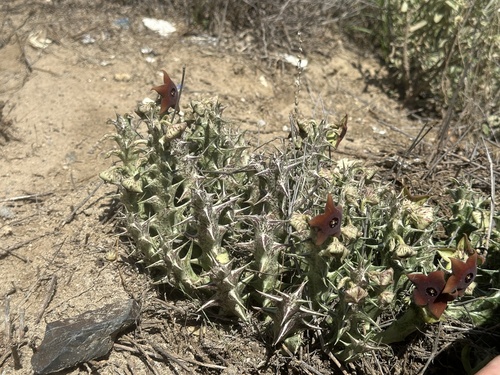 Orbea sprengeri