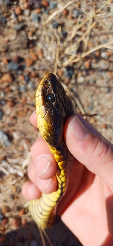 Western Tiger Snake sighting