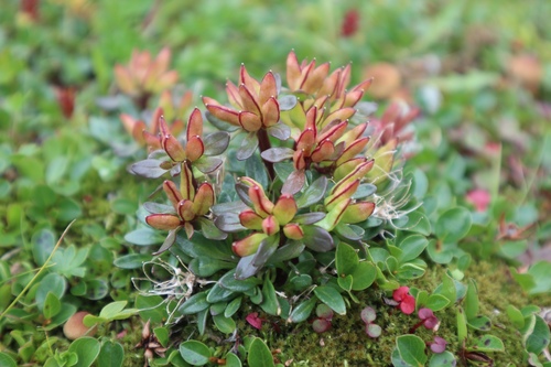 Aleutian cress (Aphragmus eschscholtzianus)