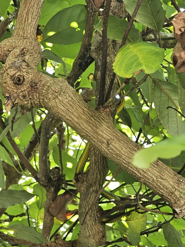 Common Tree Snake sighting