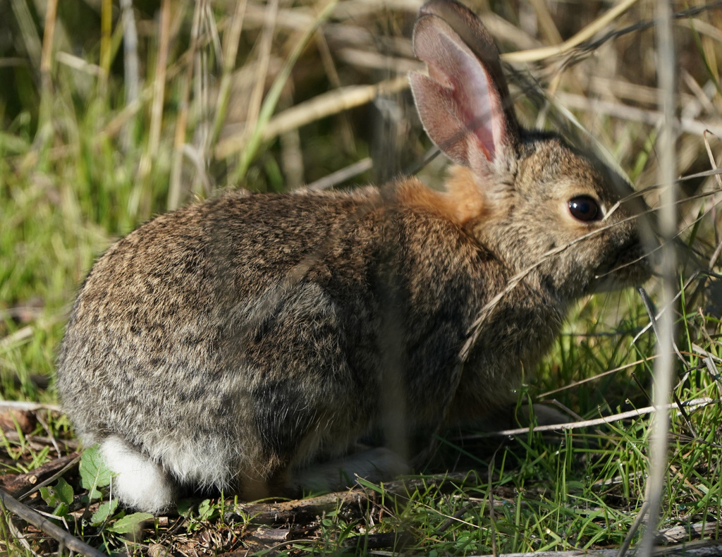 Brush Rabbit from Oakland, CA, USA on January 5, 2025 at 12:07 PM by ...