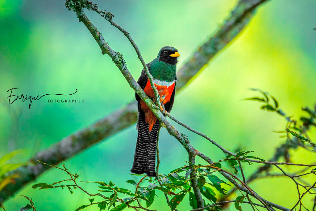 Collared Trogon photo