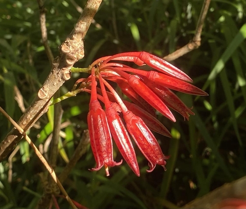 Agapetes parishii
