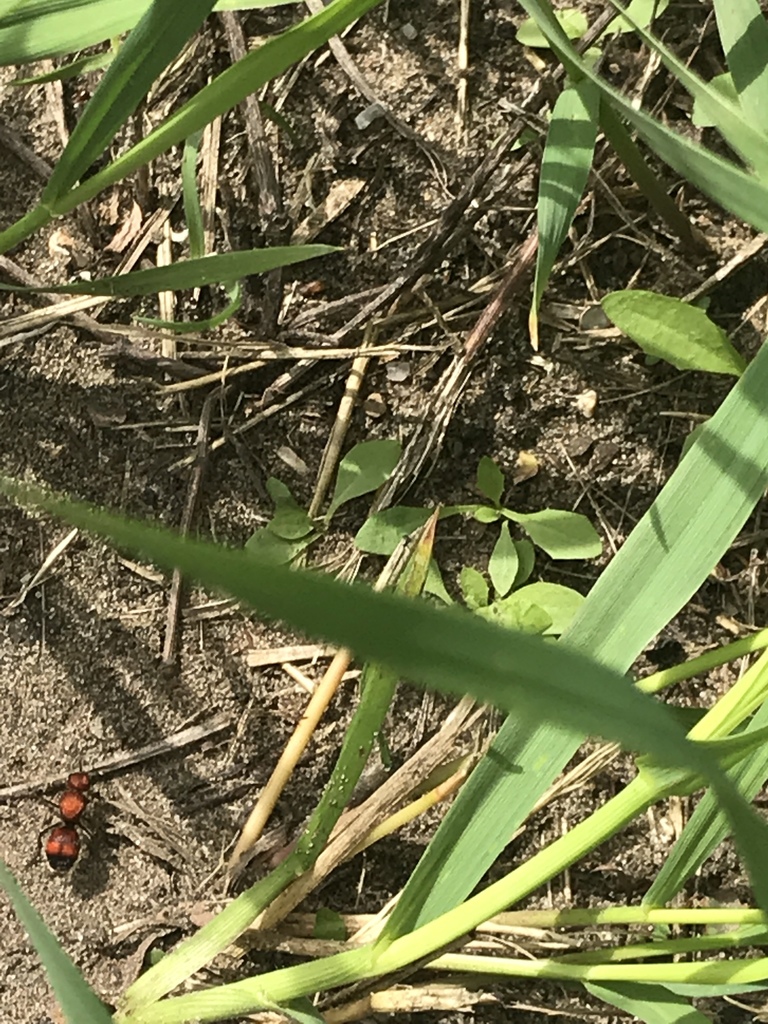 Dasymutilla from Range Road 70, , AB, CA on July 27, 2019 at 11:54 AM ...