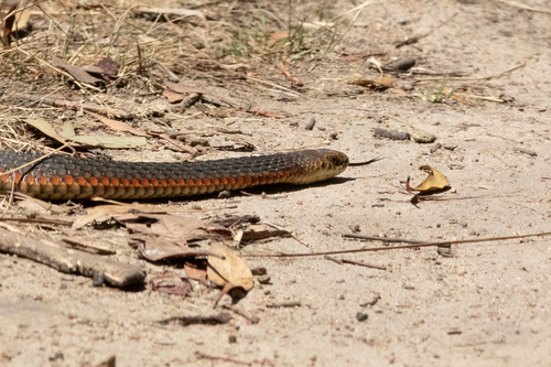 Lowlands Copperhead sighting