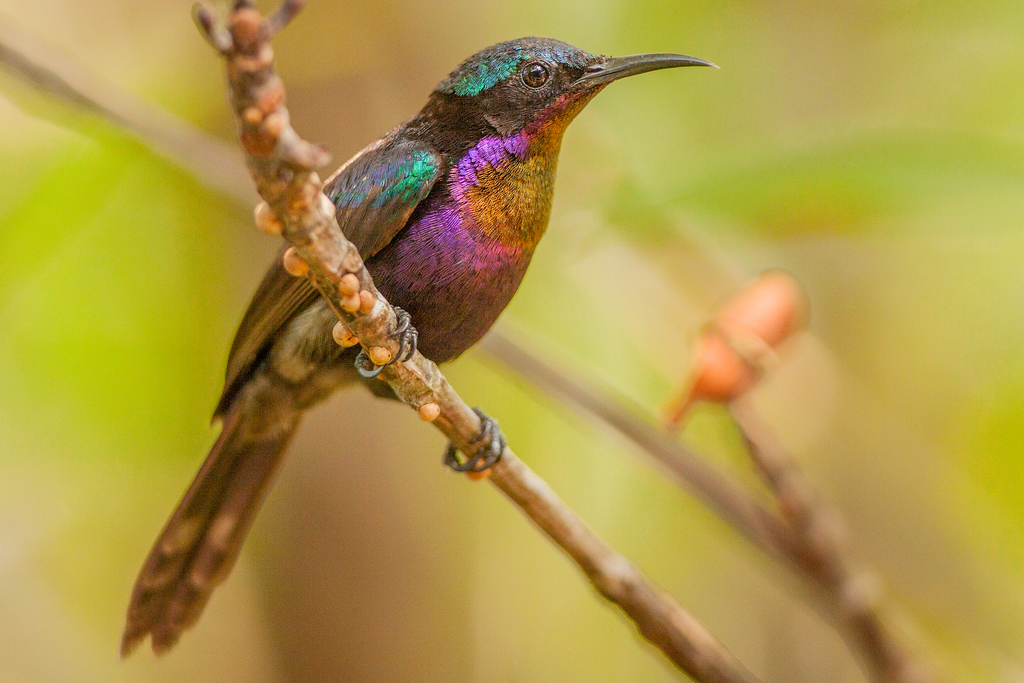 Copper Sunbird photo
