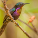 Copper-throated Sunbird - Photo (c) sdrov, all rights reserved, uploaded by sdrov