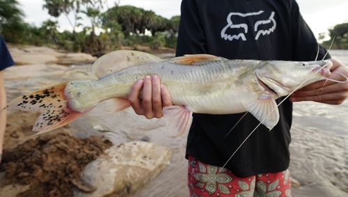 Somalia catfish