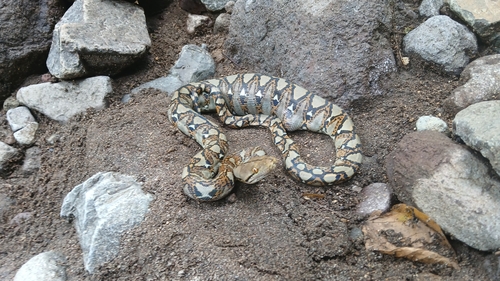 Reticulated Python — seen at this dive site