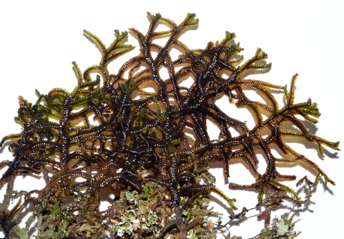 Frullania atrata