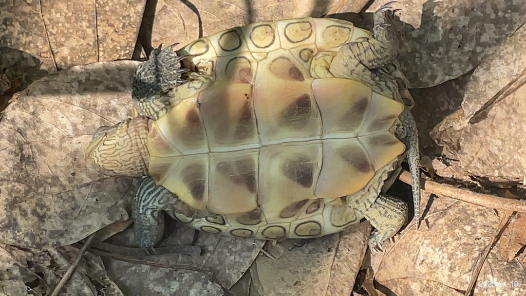 Photo by Kelison Chen (Kelison蛇板教練)