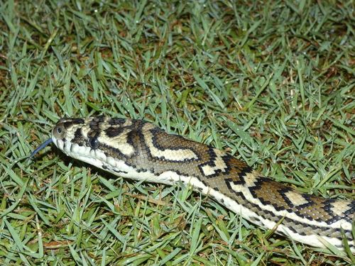Coastal Carpet Python sighting