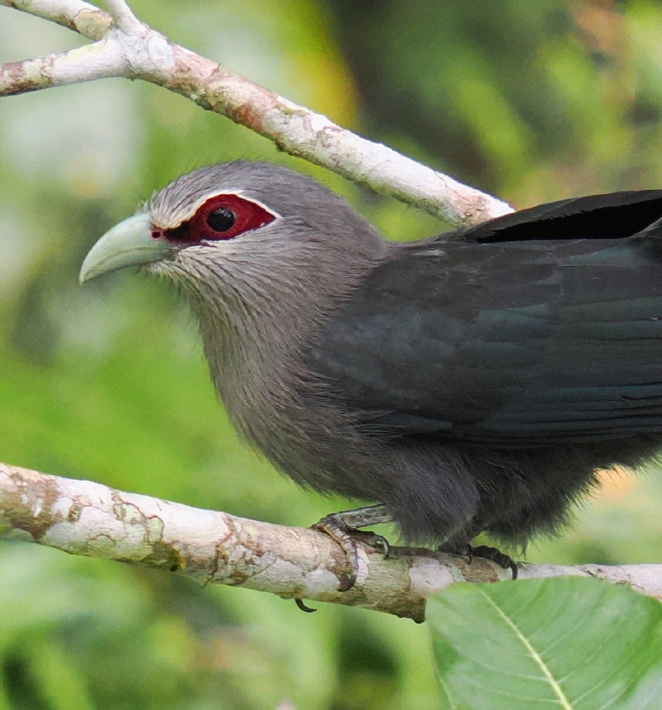 Green Malkoha photo