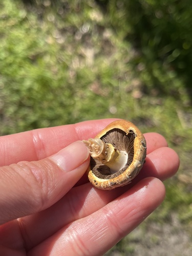 iNaturalist observation photo of Mushrooms, Bracket Fungi, Puffballs, and Allies