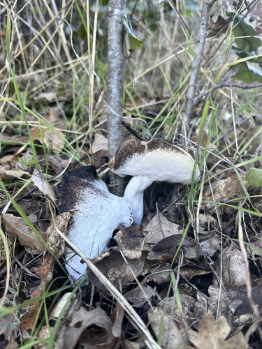 iNaturalist observation photo of Mushrooms, Bracket Fungi, Puffballs, and Allies
