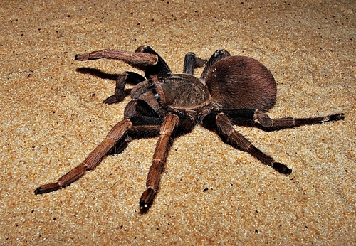 Crypsidromus multicuspidatus