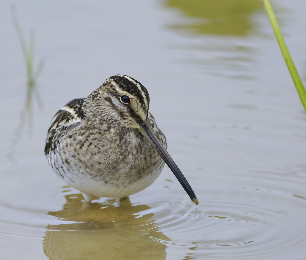 Common Snipe in January 2025 by S. Dowell · iNaturalist