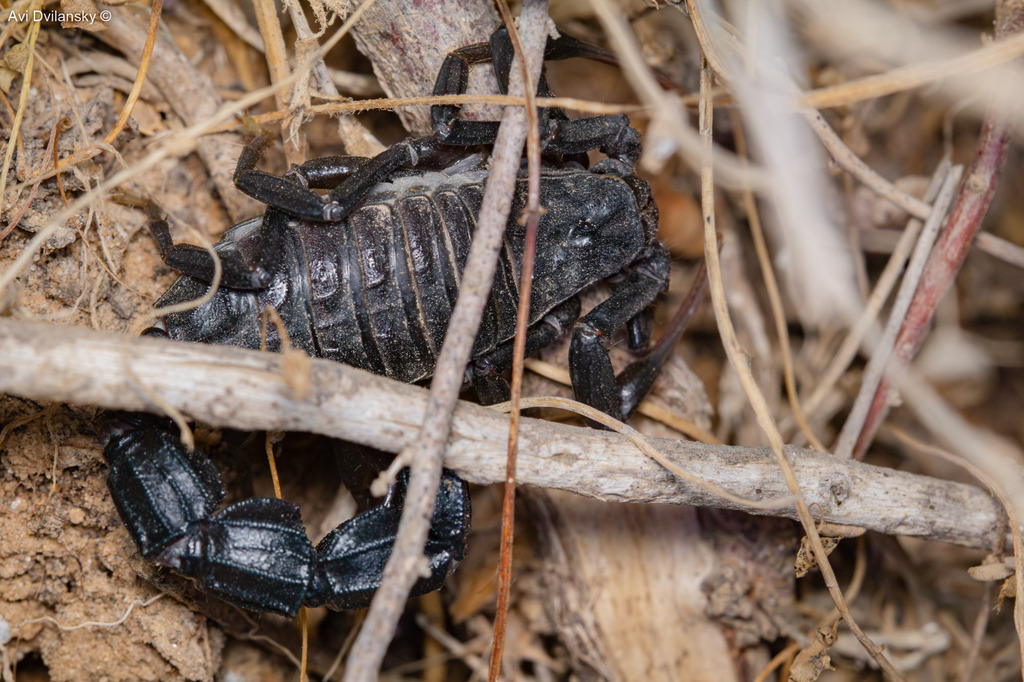 Black fat-tailed scorpion (Androctonus bicolor) · iNaturalist