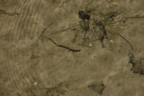 Fundulus herminiamatildae
