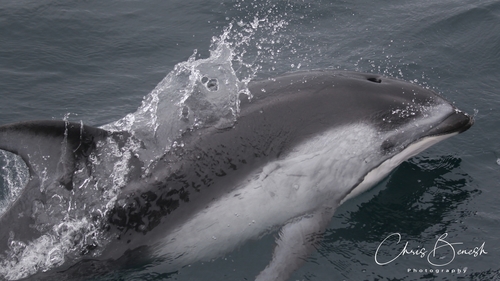 Pacific White-sided Dolphin
