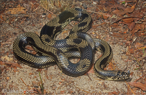 Eastern Kingsnake