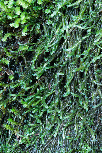 Calypogeia aeruginosa