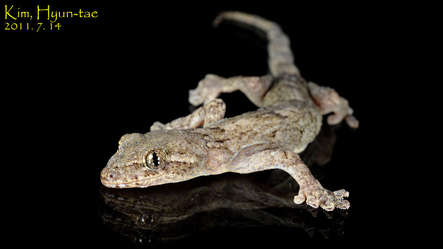 Japanese Giant Gecko