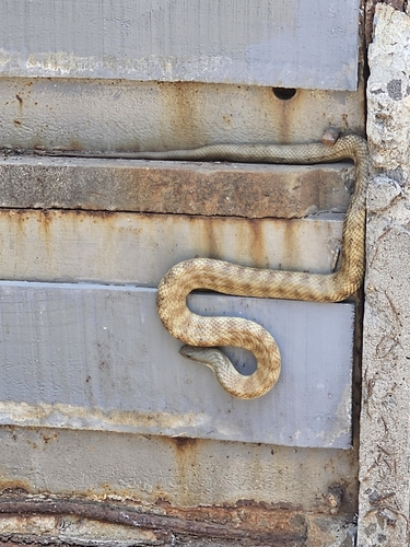 Tiger Snake sighting