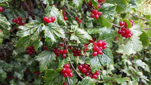 Kalninis serbentas nuotrauka