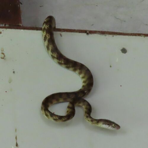 Brown Tree Snake sighting