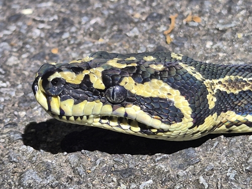 Jungle Carpet Python sighting
