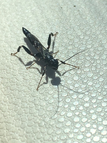 iNaturalist observation photo of Schlettererius cinctipes