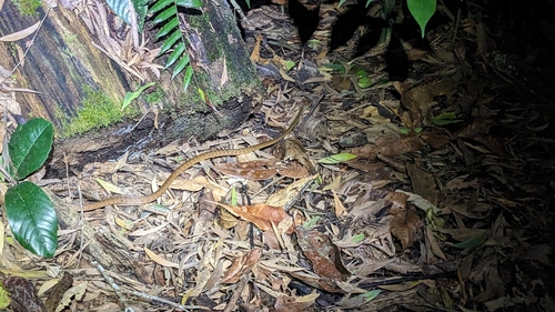 Brown Tree Snake sighting