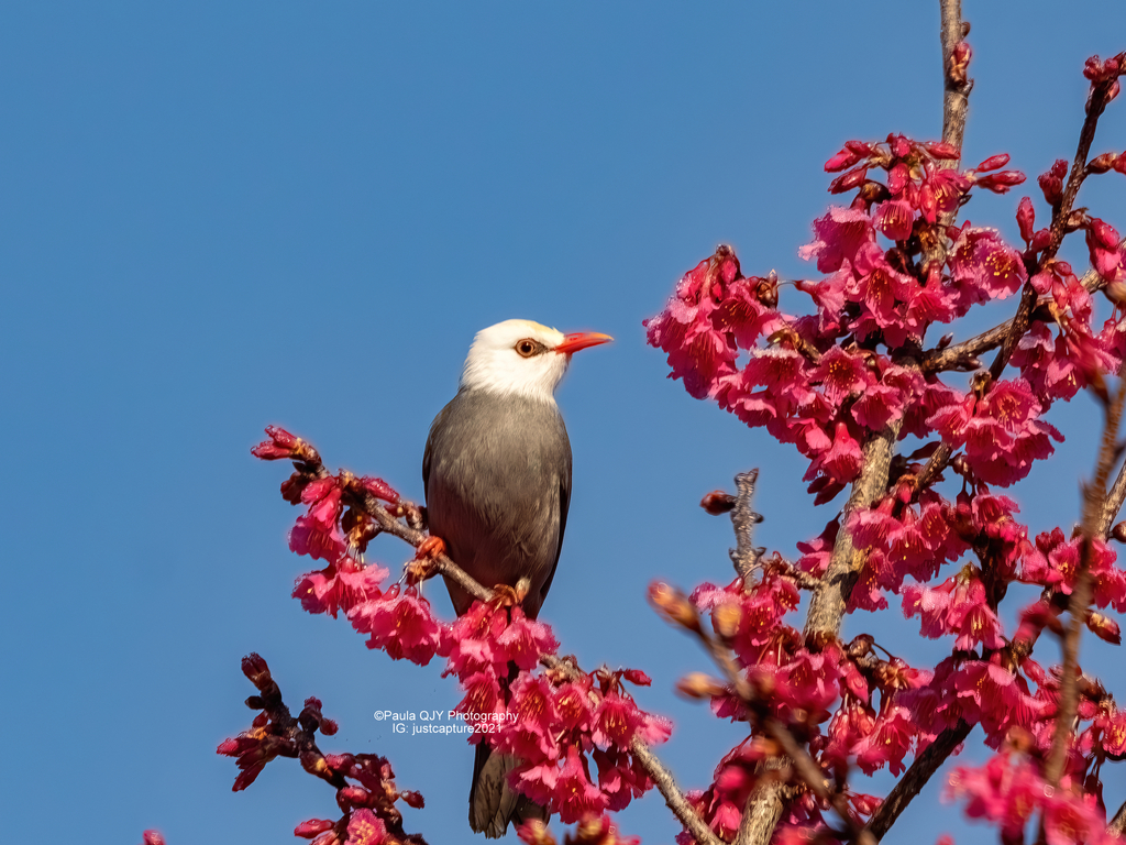 White-headed Bulbul (Hypsipetes thompsoni)