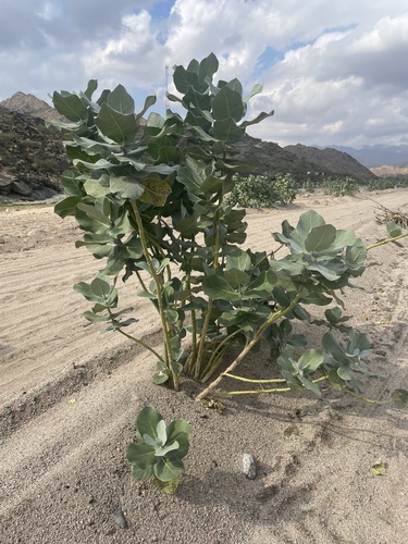 giant milkweed