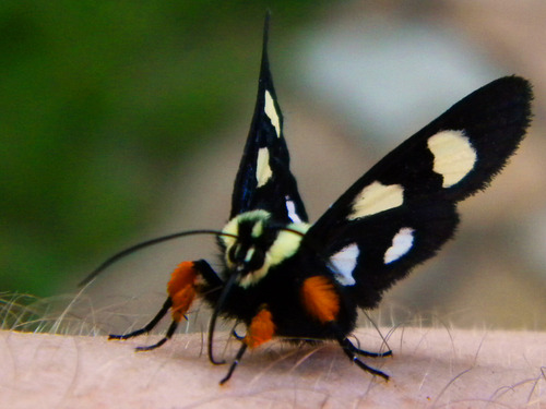 Eight-spotted Forester Moth