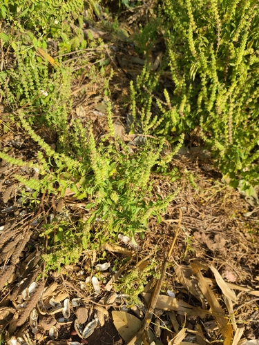 Lime Basil