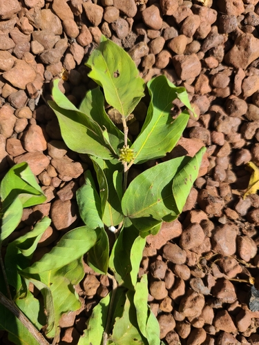 Terminalia leiocarpa