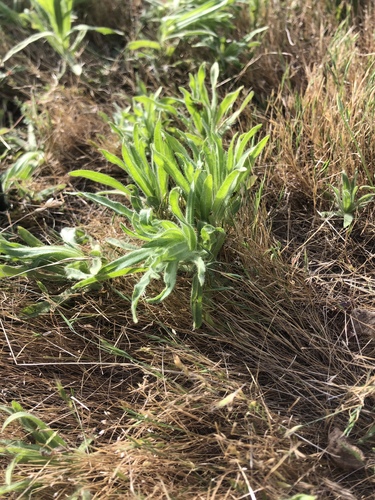 iNaturalist observation photo of coast tarweed