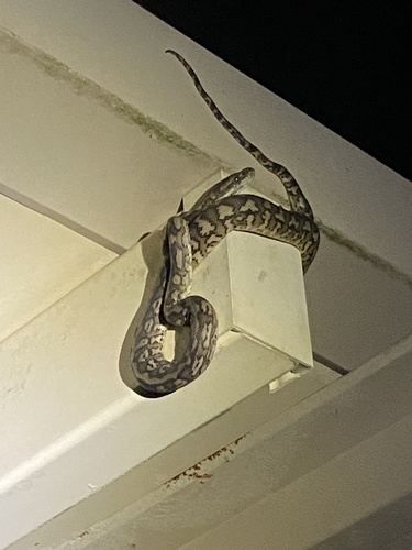 Coastal Carpet Python sighting