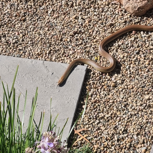 Eastern Brown Snake sighting