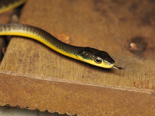 Common Tree Snake sighting