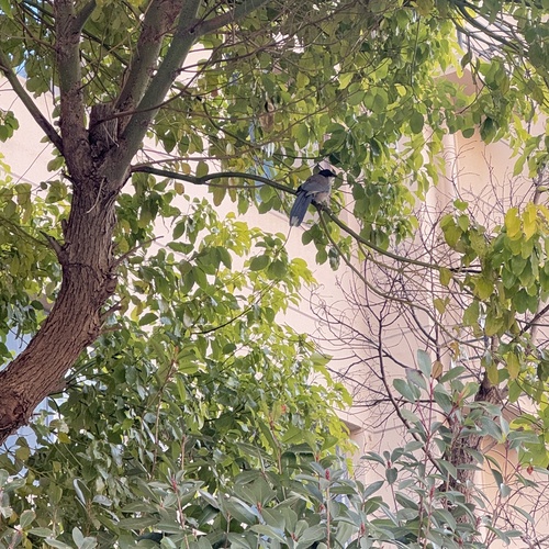 Azure-winged Magpie