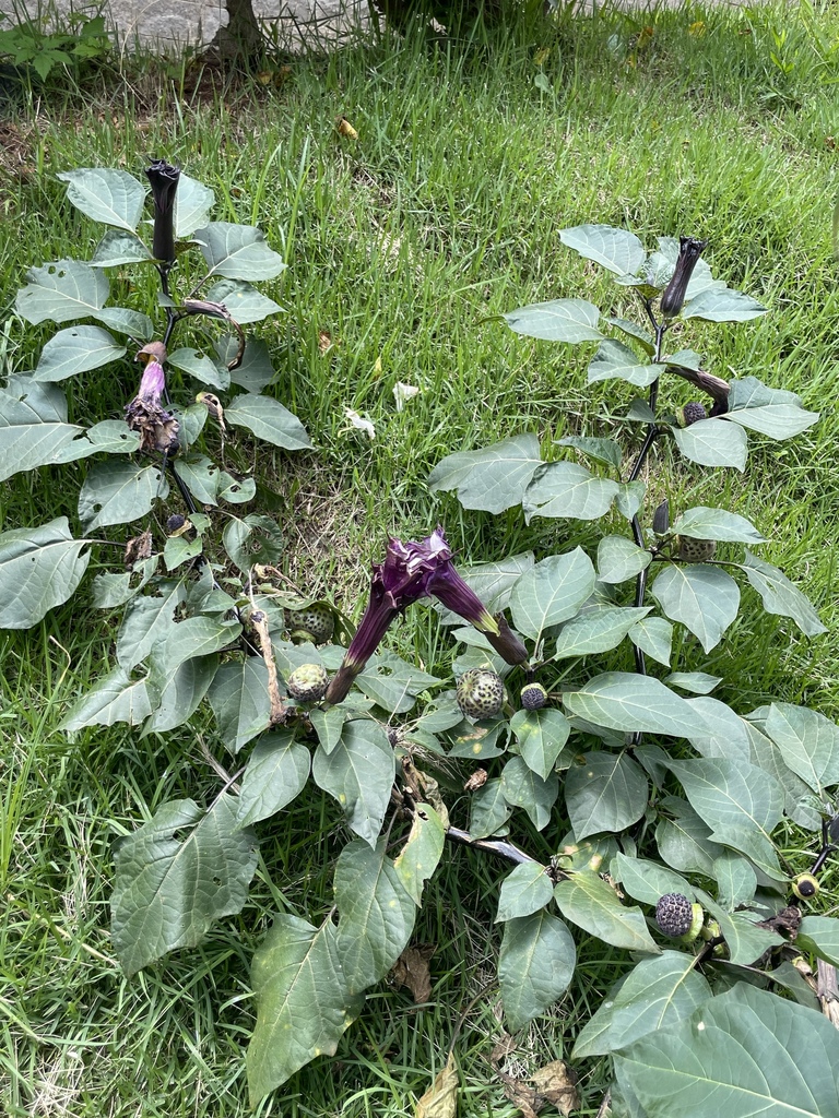 metel devil's trumpet (Datura metel)  iNaturalist
