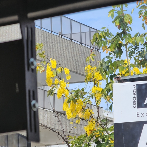 Cassia fistula - Flowers